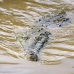 crocodile_american_tar_v_1008_cos1954.jpg
